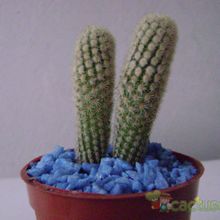 A photo of Mammillaria elongata cv. Golden Nugget