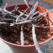 A photo of Euphorbia platyclada