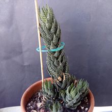 A photo of Haworthia coarctata var. adelaidensis