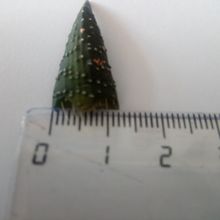 A photo of Haworthia coarctata var. adelaidensis