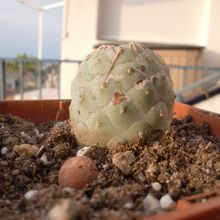 A photo of Tephrocactus geometricus
