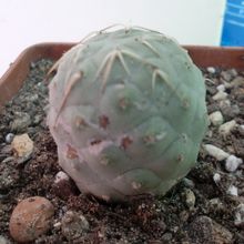 A photo of Tephrocactus geometricus