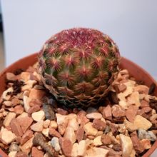 Photo of a cactus currently being identified