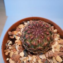 Photo of a cactus currently being identified