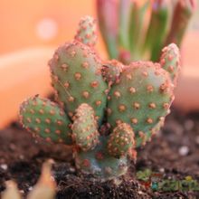 Una foto de Opuntia microdasys ssp. rufida fma. monstruosa