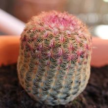 Una foto de Echinocereus rigidissimus ssp. rubispinus