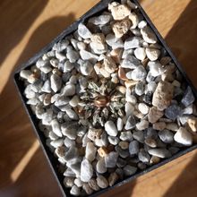 A photo of Ariocarpus kotschoubeyanus
