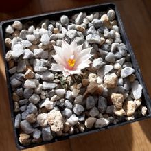 A photo of Ariocarpus kotschoubeyanus