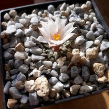 A photo of Ariocarpus kotschoubeyanus