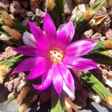 A photo of Ariocarpus agavioides