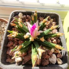A photo of Ariocarpus agavioides