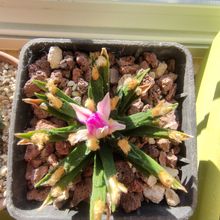 A photo of Ariocarpus agavioides