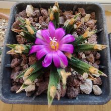 A photo of Ariocarpus agavioides