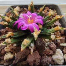 A photo of Ariocarpus agavioides