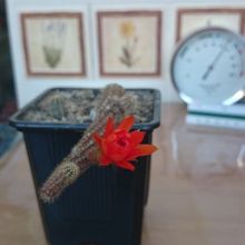 Una foto de Echinopsis chamaecereus