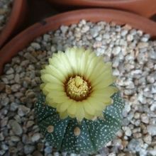 Una foto de Astrophytum asterias