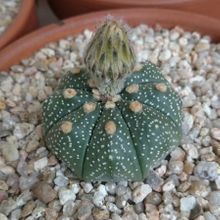 Una foto de Astrophytum asterias