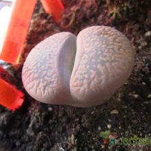 Una foto de Lithops aucampiae ssp. aucampiae var. aucampiae