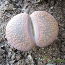 Una foto de Lithops aucampiae ssp. aucampiae var. aucampiae