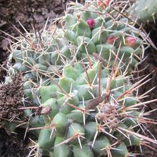 A photo of Mammillaria compressa ssp. compressa
