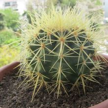 Una foto de Echinocactus grusonii