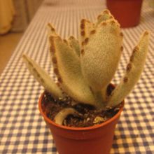 Una foto de Kalanchoe tomentosa