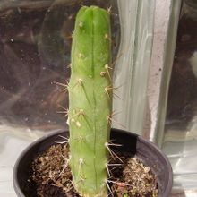 A photo of Echinopsis lageniformis
