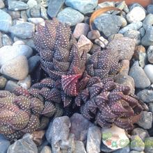 A photo of Haworthia coarctata