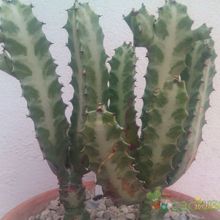 Una foto de Euphorbia lactea