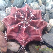 A photo of Gymnocalycium mihanovichii