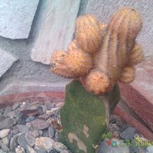 A photo of Echinopsis chamaecereus (injertado)