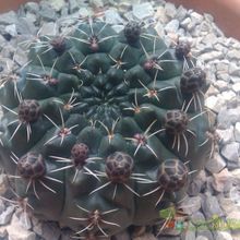 A photo of Gymnocalycium baldianum