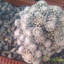 A photo of Mammillaria gracilis cv. Arizona Snowcap
