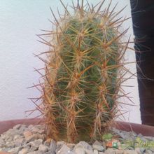 A photo of Oreocereus celsianus