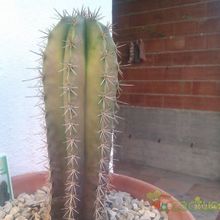 A photo of Pachycereus pecten-aboriginum