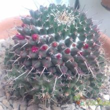 A photo of Mammillaria compressa ssp. compressa