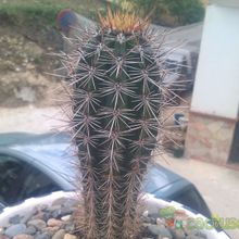 Una foto de Pachycereus pringlei