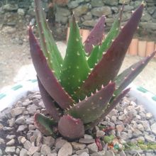 A photo of Aloe perfoliata 
