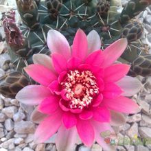 A photo of Gymnocalycium baldianum