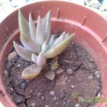 Una foto de Lenophyllum texanum