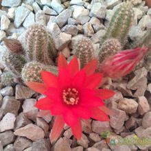 Una foto de Echinopsis chamaecereus
