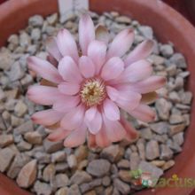 A photo of Gymnocalycium mihanovichii