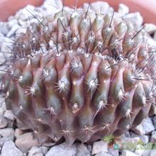 A photo of Copiapoa humilis fma. crestada