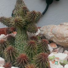 A photo of Huernia pillansii