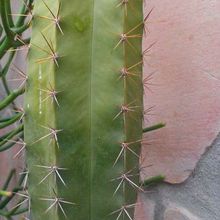 Una foto de Isolatocereus dumortieri