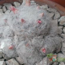 Una foto de Mammillaria plumosa