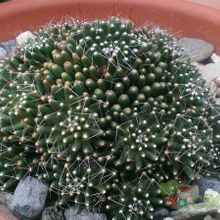A photo of Mammillaria crinita ssp crinita fma. monstruosa