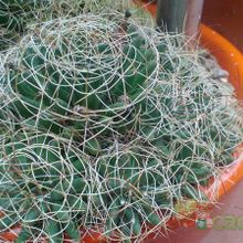 A photo of Mammillaria decipiens ssp. camptotricha