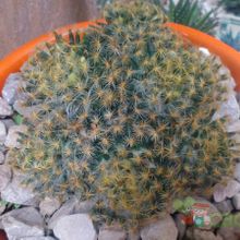 Una foto de Mammillaria schiedeana