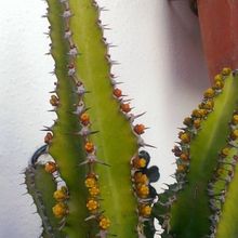 A photo of Euphorbia restricta  